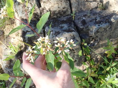 Apocynum × floribundum