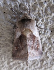 Bellura densa