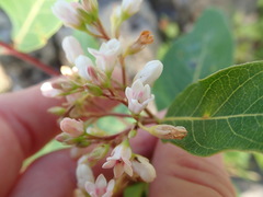 Apocynum × floribundum