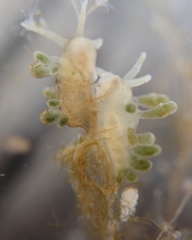 Eubranchus rupium