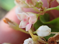 Apocynum × floribundum