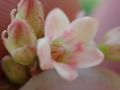 Apocynum × floribundum