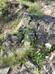Apocynum × floribundum