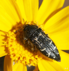 Acmaeodera connexa
