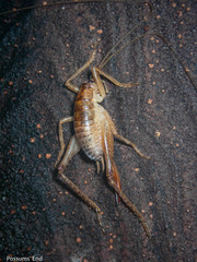 Talitropsis