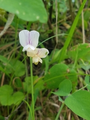 Lathyrus lanszwertii