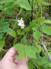 Lathyrus lanszwertii