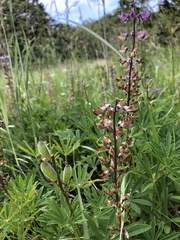 Lupinus oreganus