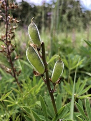 Lupinus oreganus