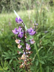 Lupinus oreganus