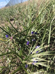 Tradescantia occidentalis