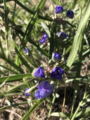 Tradescantia occidentalis