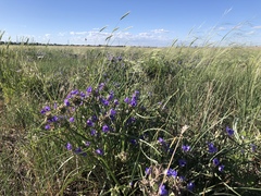 Tradescantia occidentalis