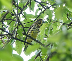 Mycerobas melanozanthos