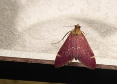 Pyrausta grotei