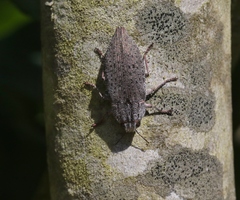 Dicerca hornii