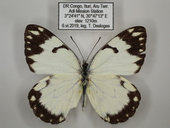 Belenois creona severina