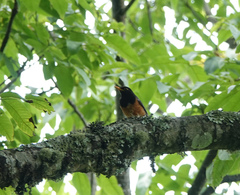 Turdus dissimilis