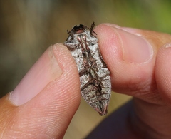 Dicerca hornii