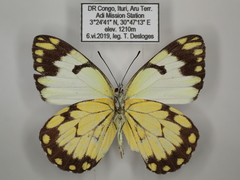 Belenois creona severina