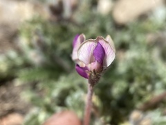 Oxytropis oreophila
