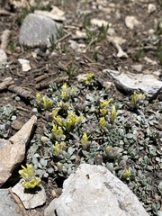 Physaria hitchcockii