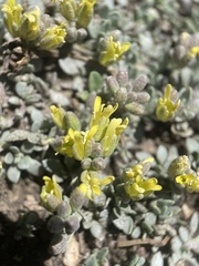 Physaria hitchcockii