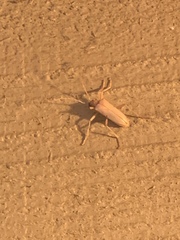 Centrodera