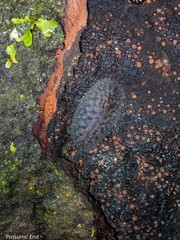 Pseudaneitea