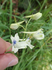 Delphinium leucophaeum