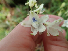 Delphinium leucophaeum