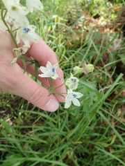 Delphinium leucophaeum