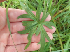 Delphinium leucophaeum