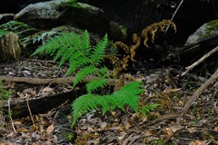 Calochlaena dubia
