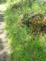 Delphinium leucophaeum