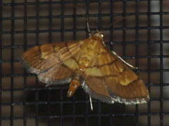 Orphanostigma abruptalis