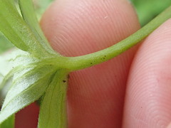 Delphinium leucophaeum