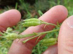 Delphinium leucophaeum