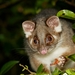Ringtail Possums - Photo (c) Paul George, some rights reserved (CC BY-NC-SA), uploaded by Paul George