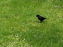 Corvus brachyrhynchos