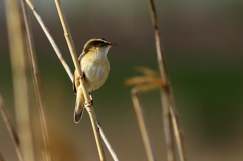Sedge Warbler, photo 10 of 10