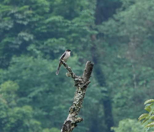 Grey Sibia (Heterophasia gracilis), photo 8