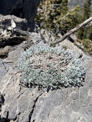 Artemisia constricta