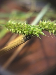 Echinochloa crus-pavonis