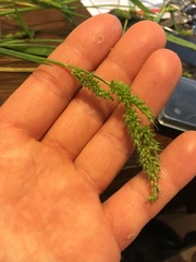 Echinochloa crus-pavonis