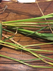 Echinochloa crus-pavonis