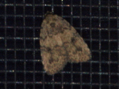 Tolpia conscitulana