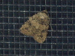Tolpia conscitulana