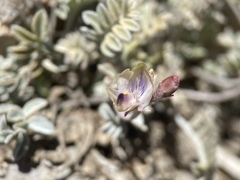Astragalus platytropis