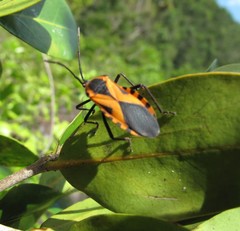 Sephina vinula